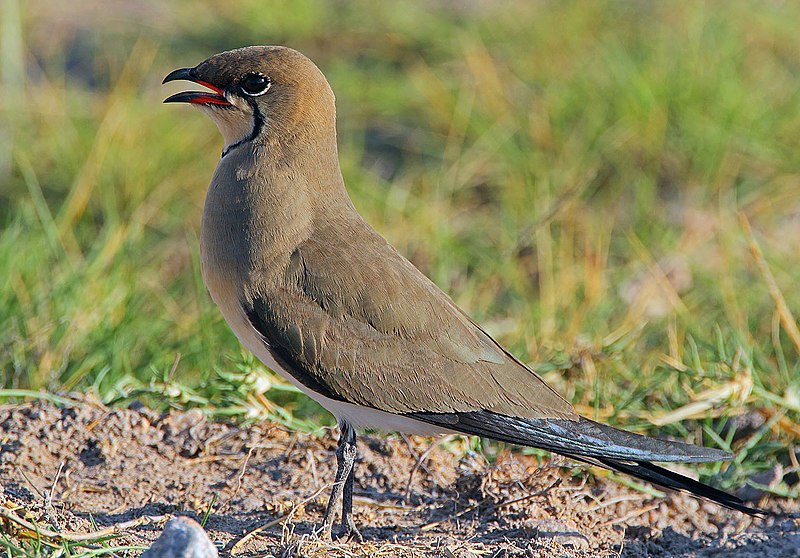 Collared pratincole