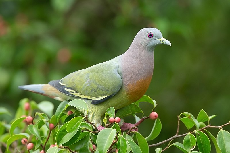 Columbidae