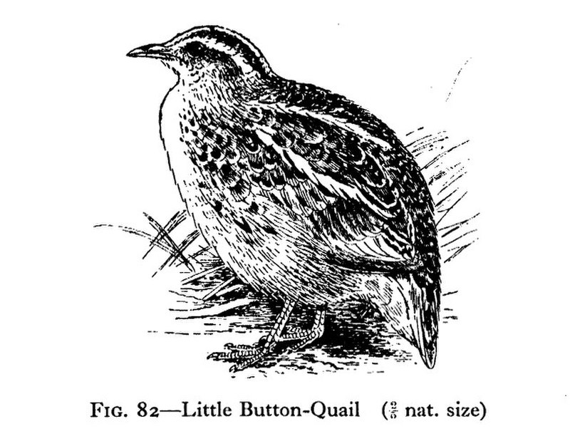 Common buttonquail