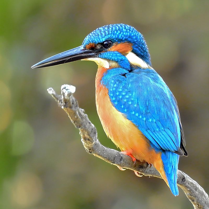 Common kingfisher