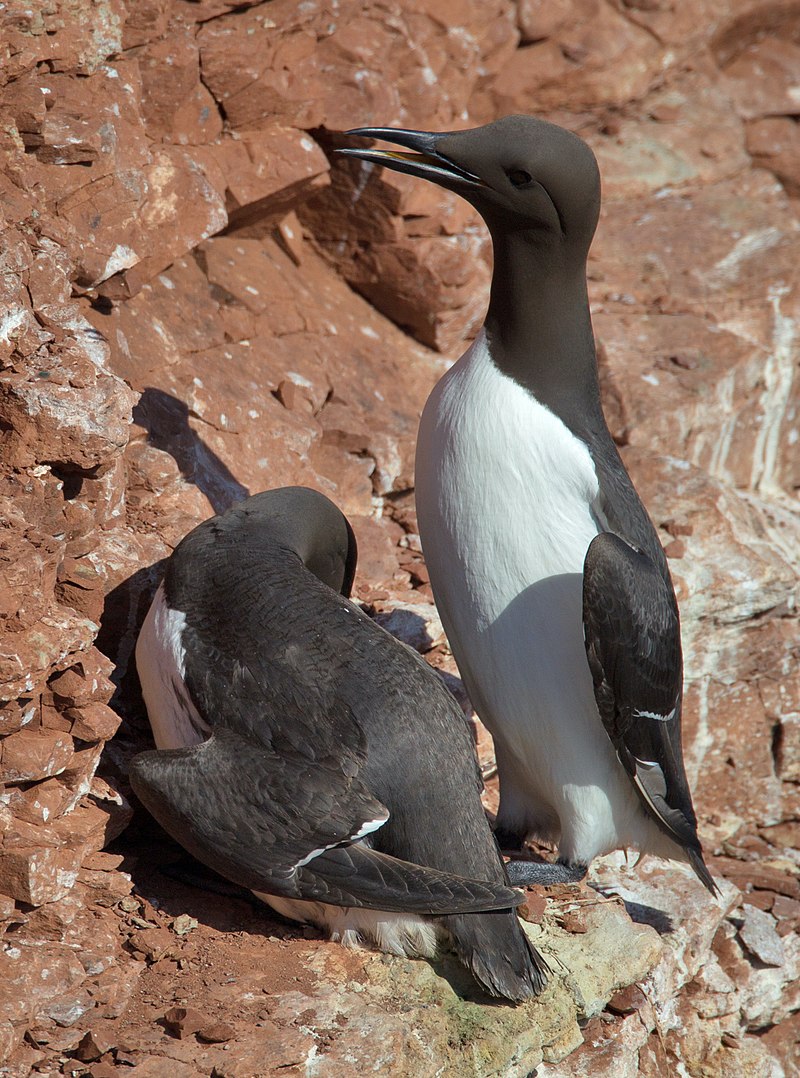 Common murre