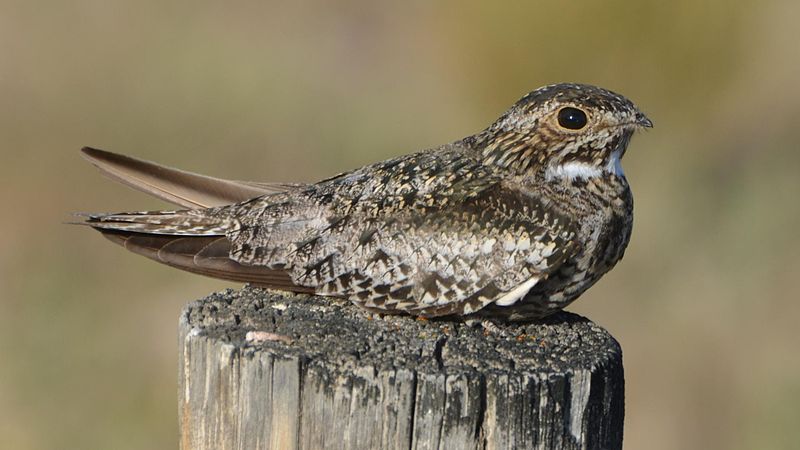 Common nighthawk