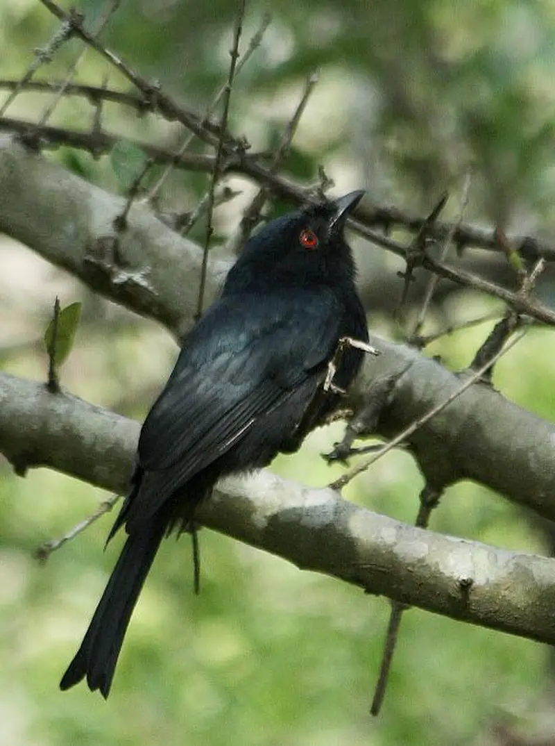 Common square-tailed drongo