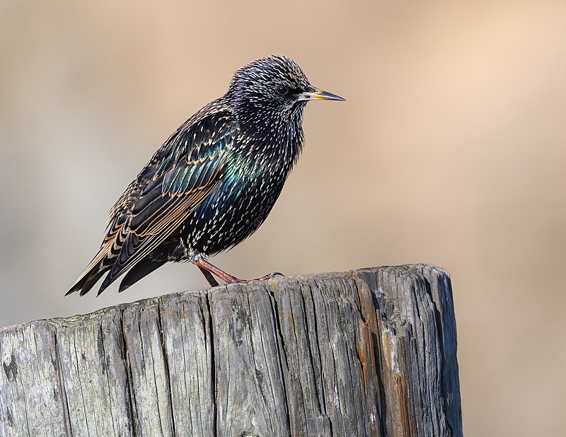 Common starling