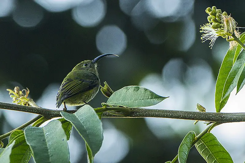Common sunbird-asity