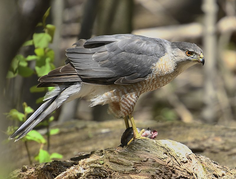 Cooper s hawk