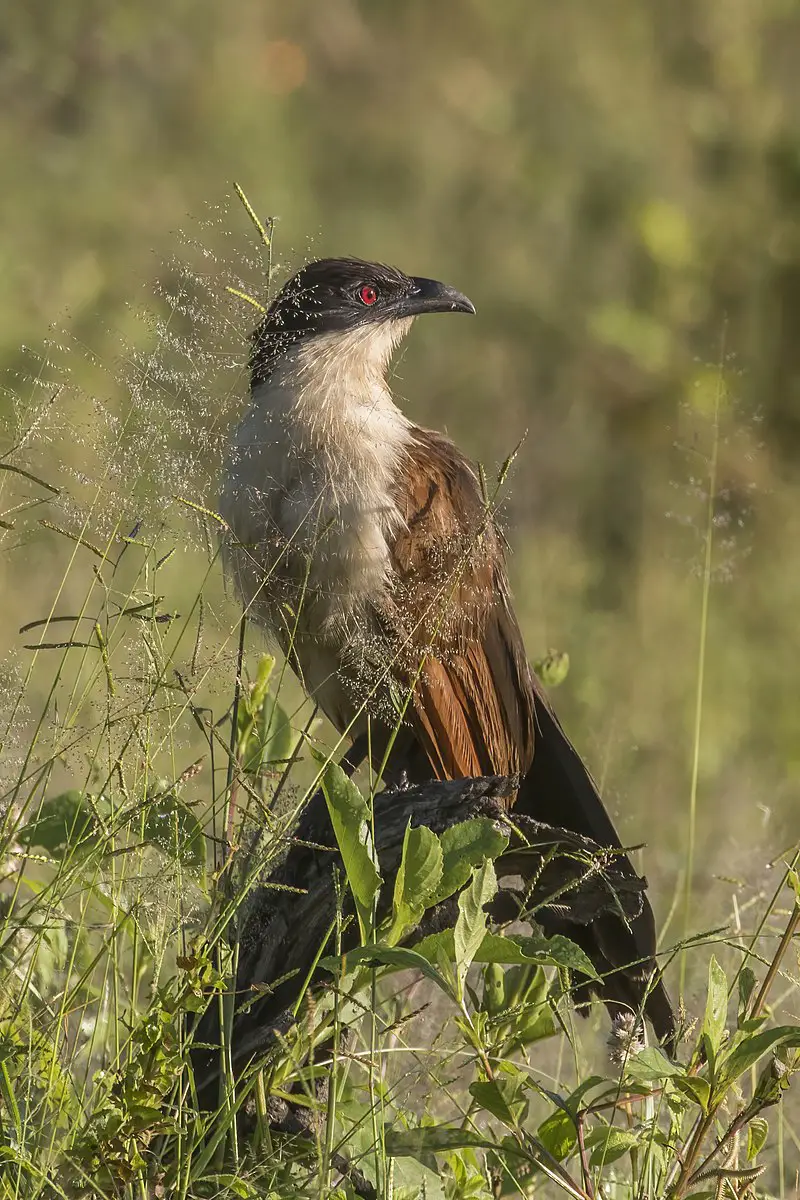 Coppery-tailed coucal