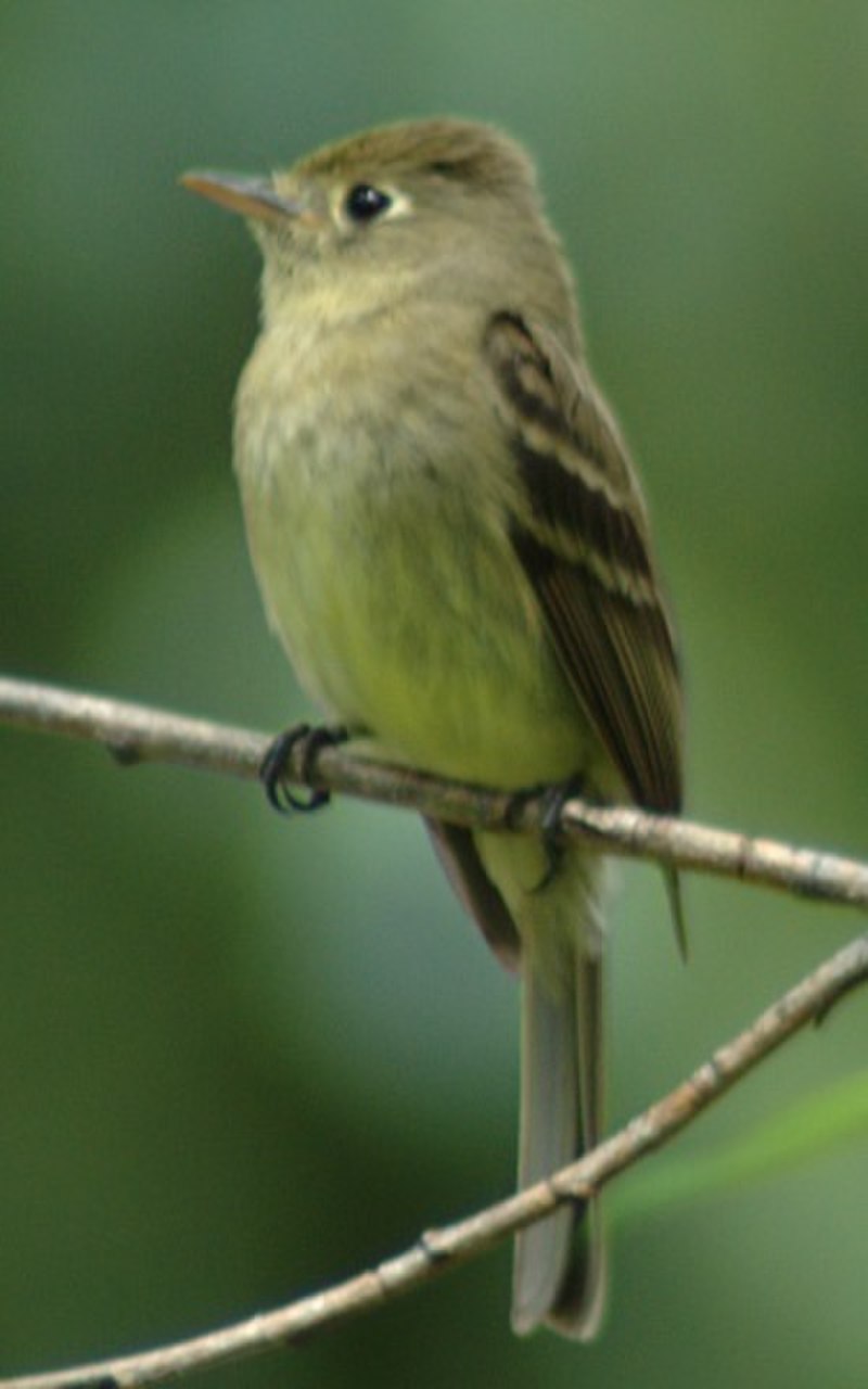 Cordilleran flycatcher