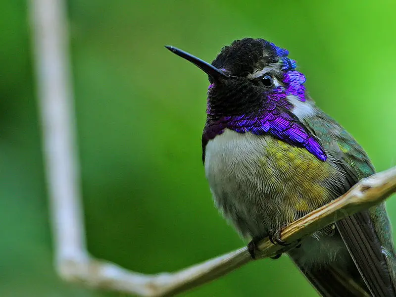 Costa s hummingbird