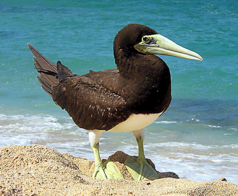 Crab-plover