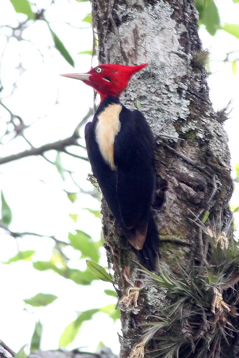 Cream-backed woodpecker