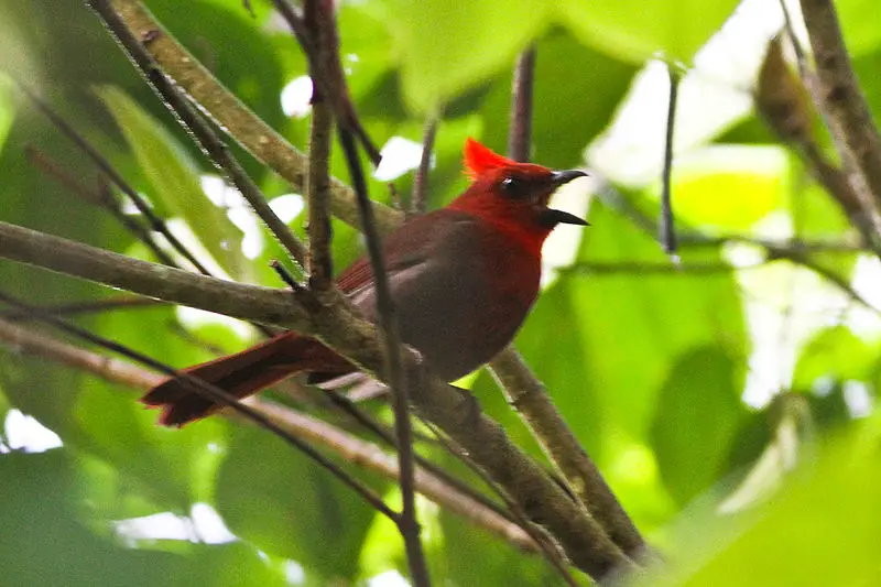 Crested ant tanager