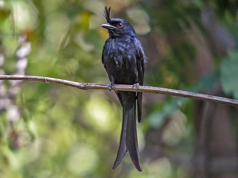 Crested drongo