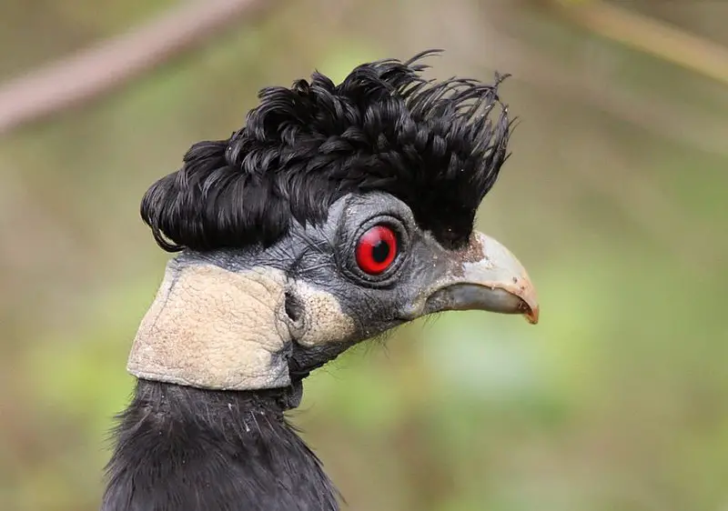 Crested guineafowl