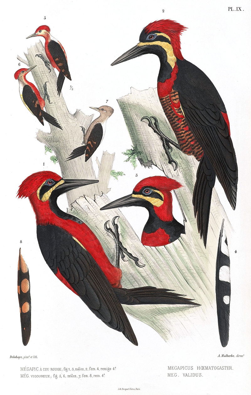 Crimson-bellied woodpecker