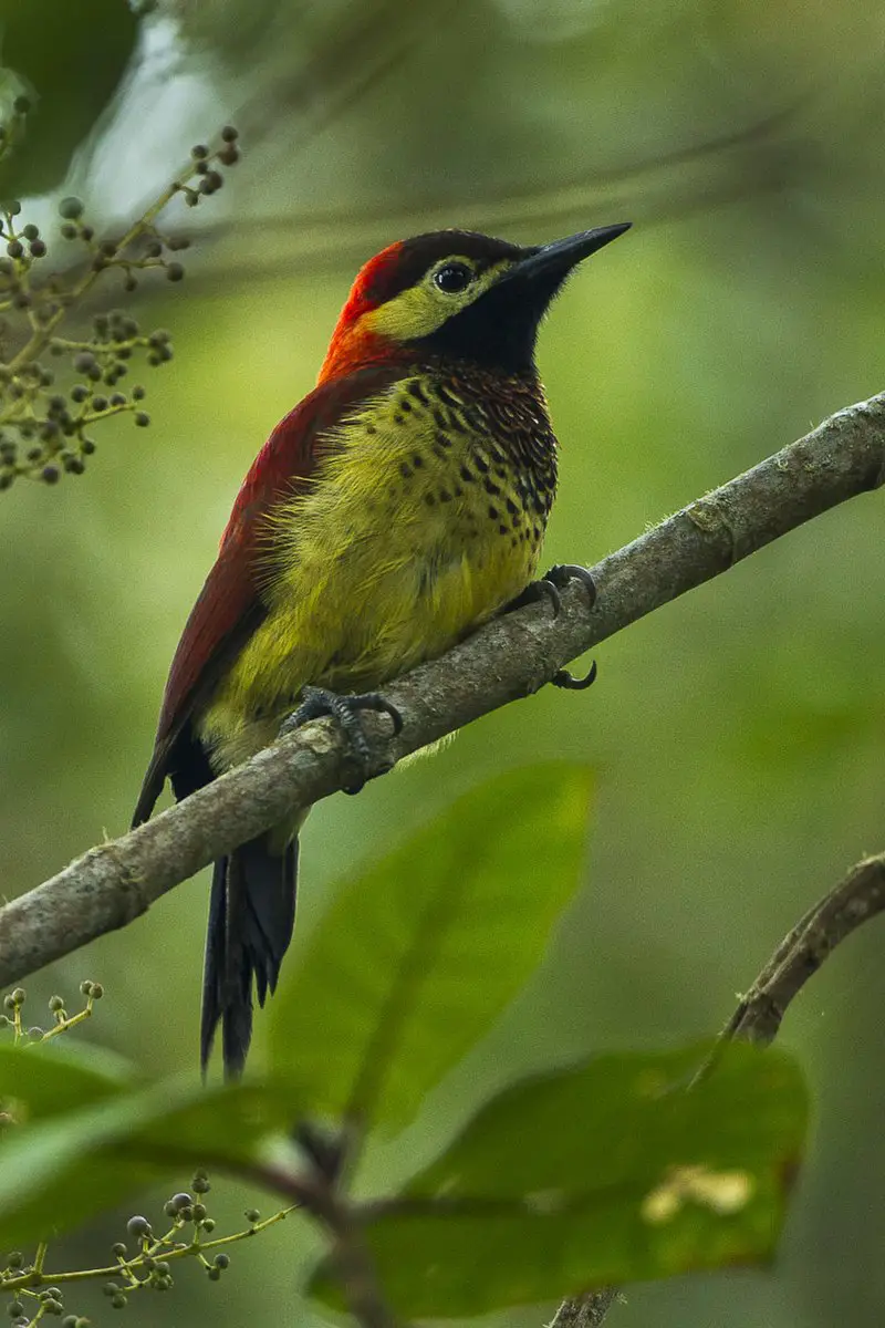 Crimson-mantled woodpecker