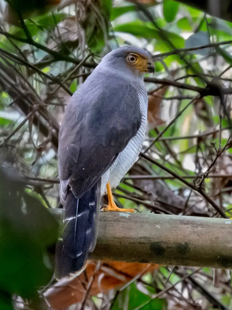 Cryptic forest falcon