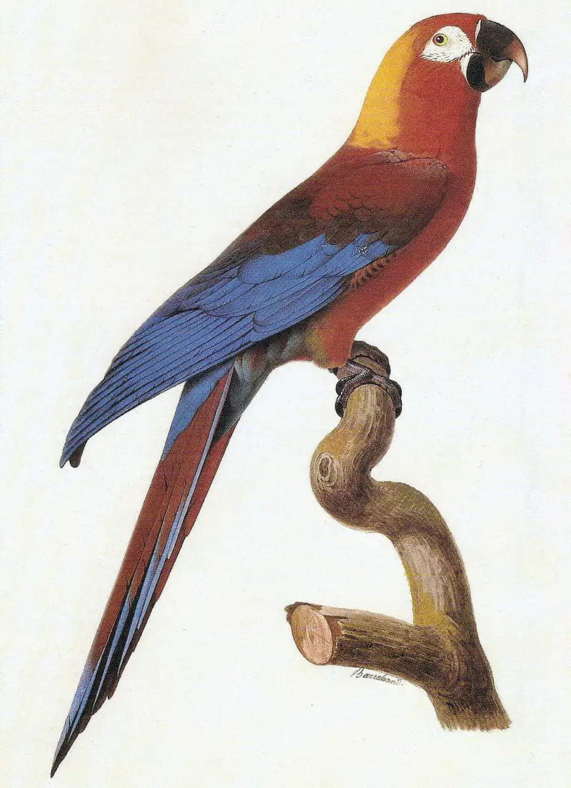 Cuban macaw