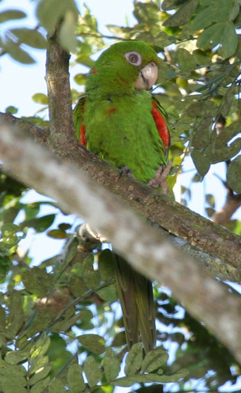 Cuban parakeet
