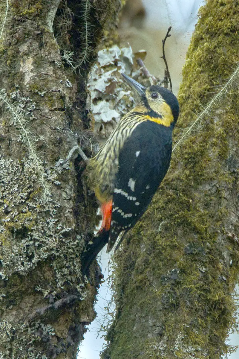 Darjeeling woodpecker