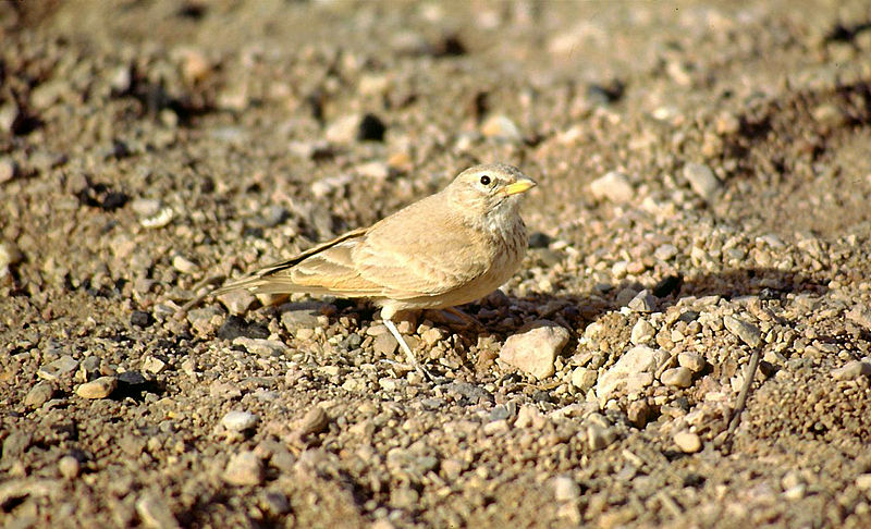 Desert lark