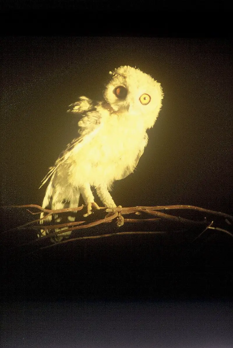 Desert owl
