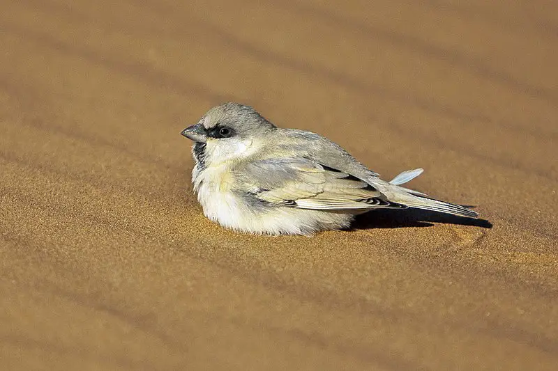 Desert sparrow