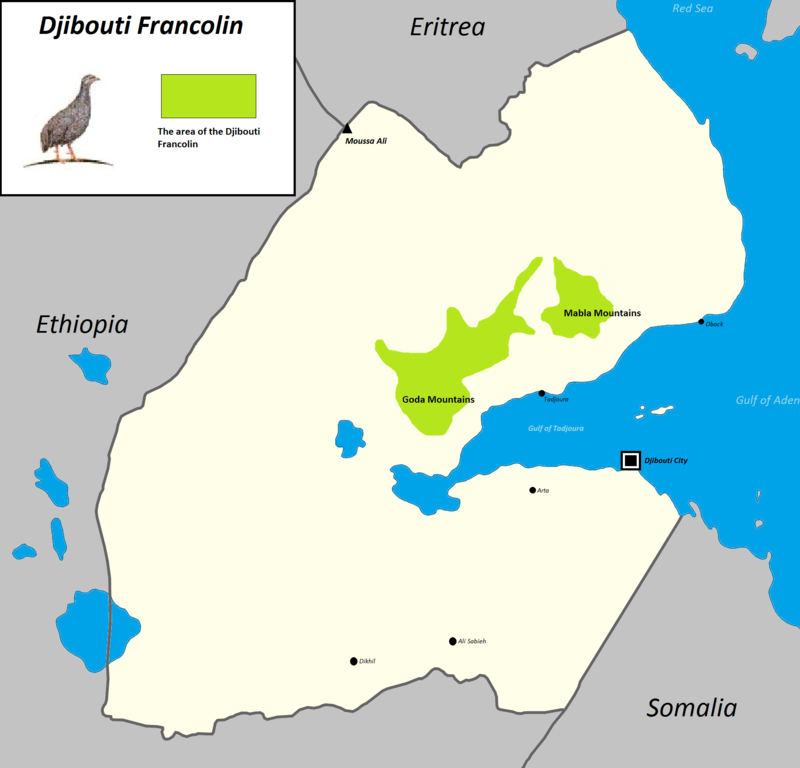 Djibouti spurfowl