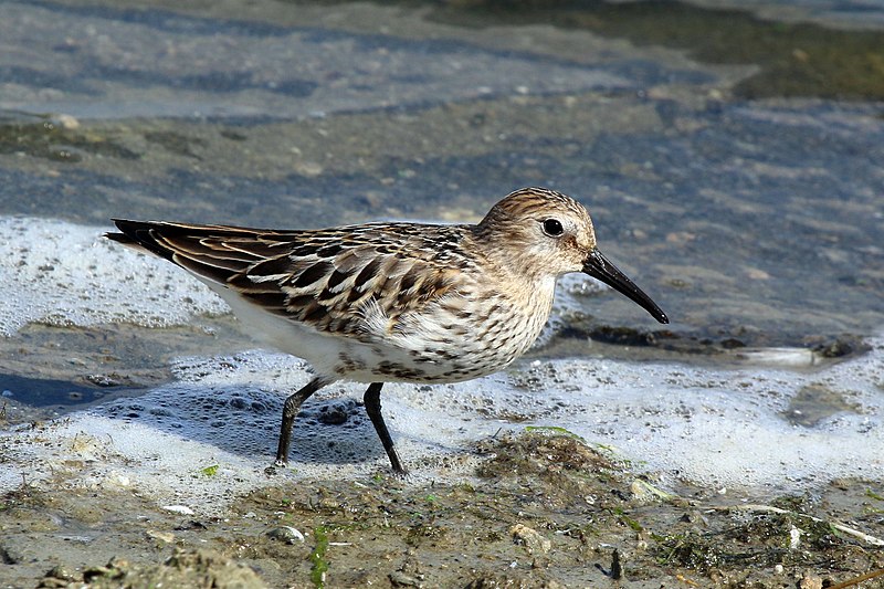 Dunlin