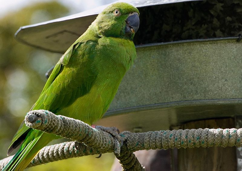 Echo parakeet