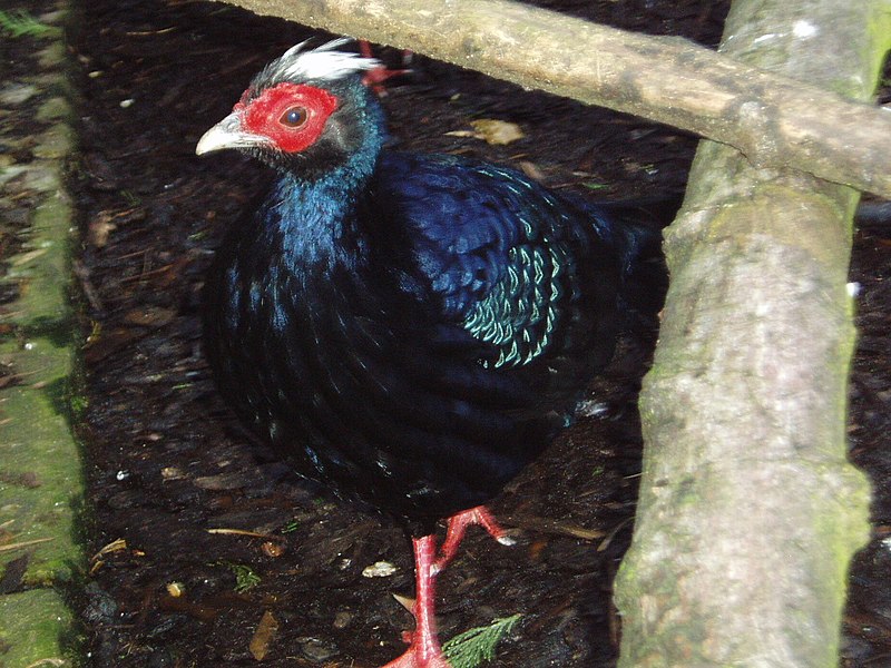Edwards s pheasant