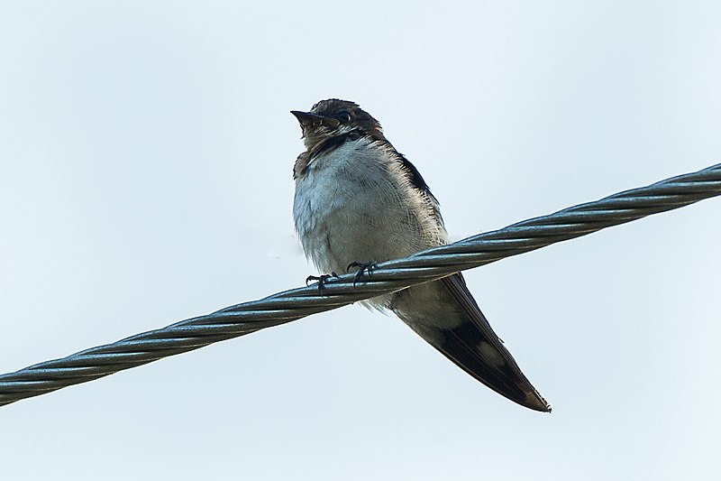 Ethiopian swallow