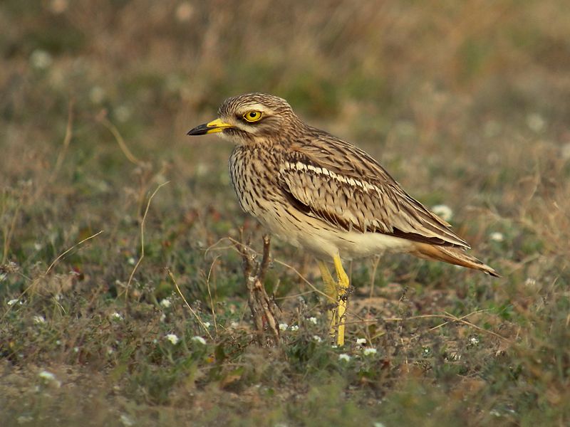 Eurasian stone-curlew