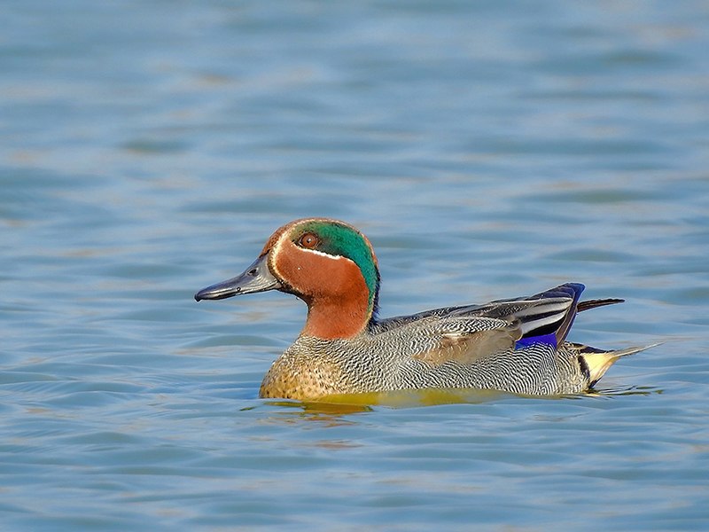 Eurasian teal