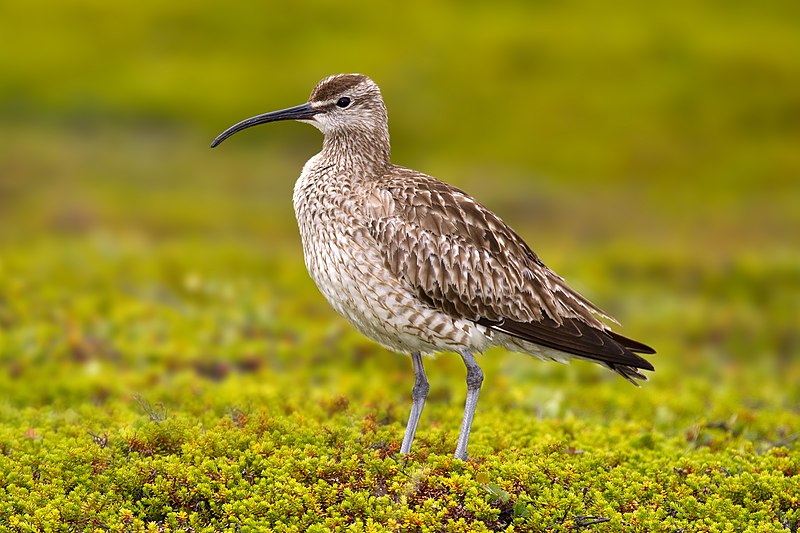 Eurasian whimbrel