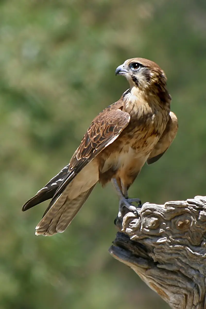 Falcons and caracaras