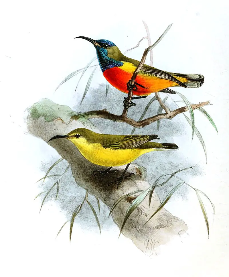 Flame-breasted sunbird
