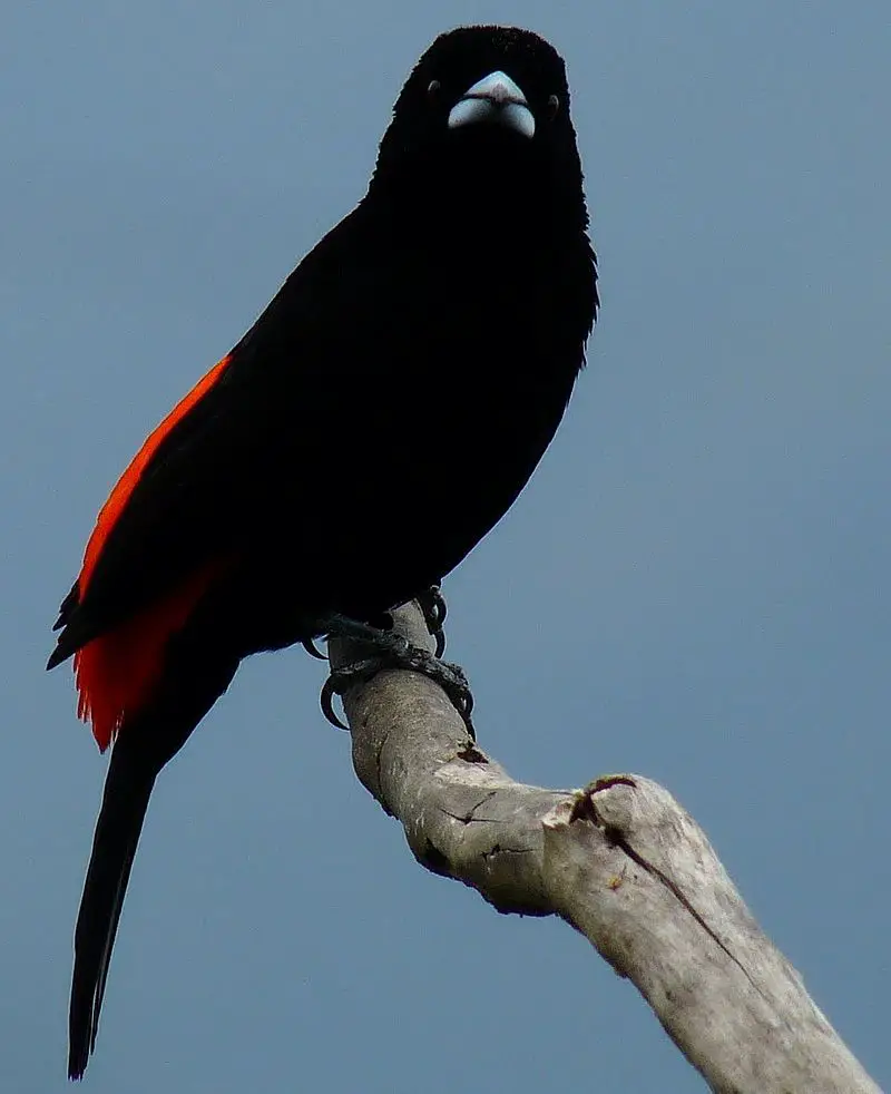 Flame-rumped tanager
