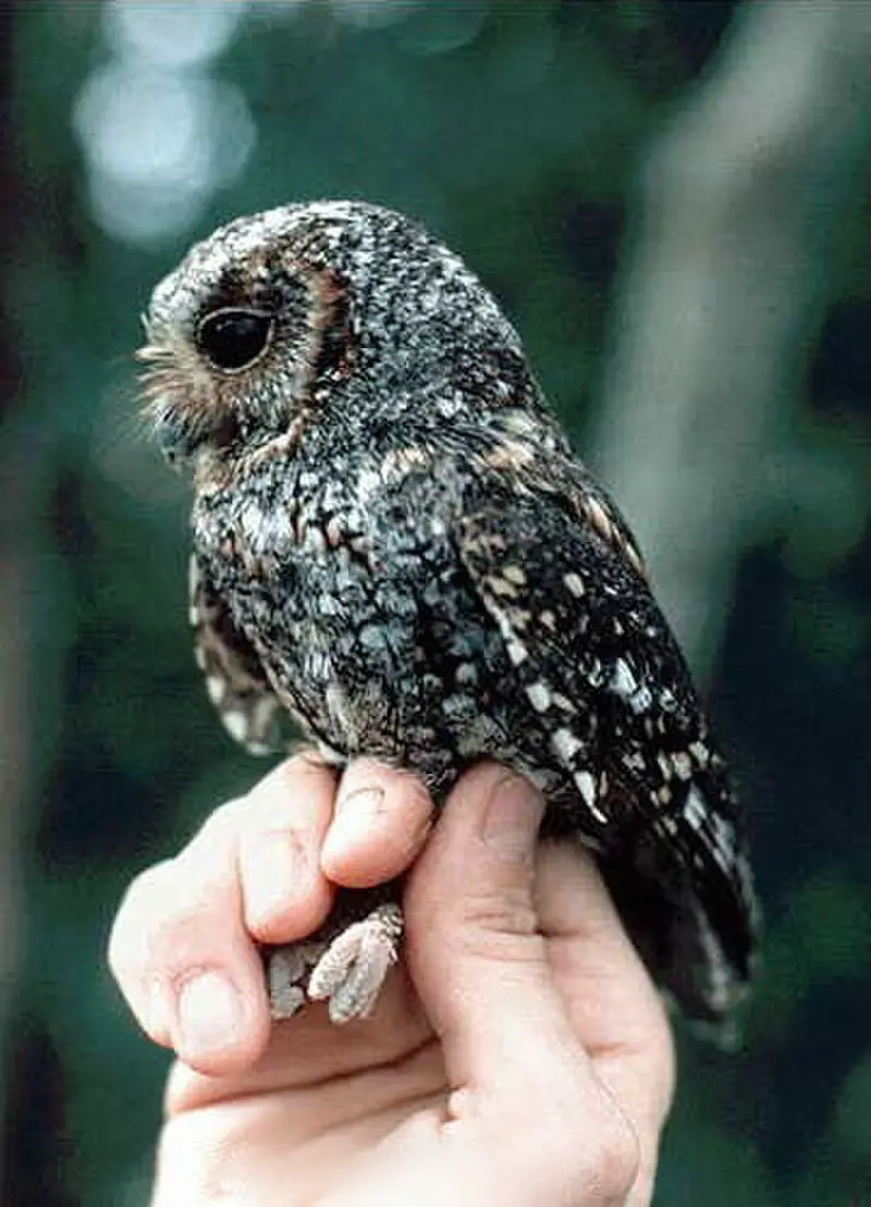 Flammulated owl