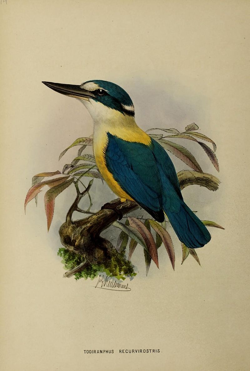 Flat-billed kingfisher