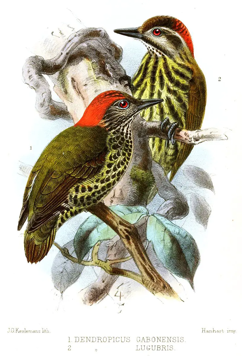 Gabon woodpecker