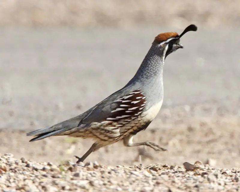 Gambel s quail