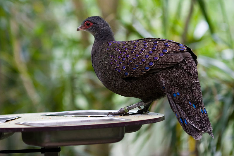 Germain s peacock-pheasant