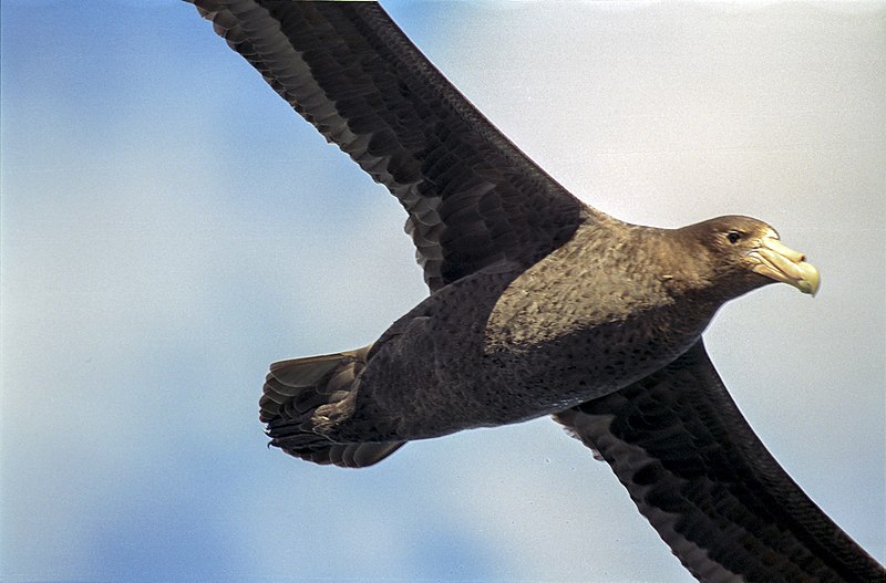 Giant petrel
