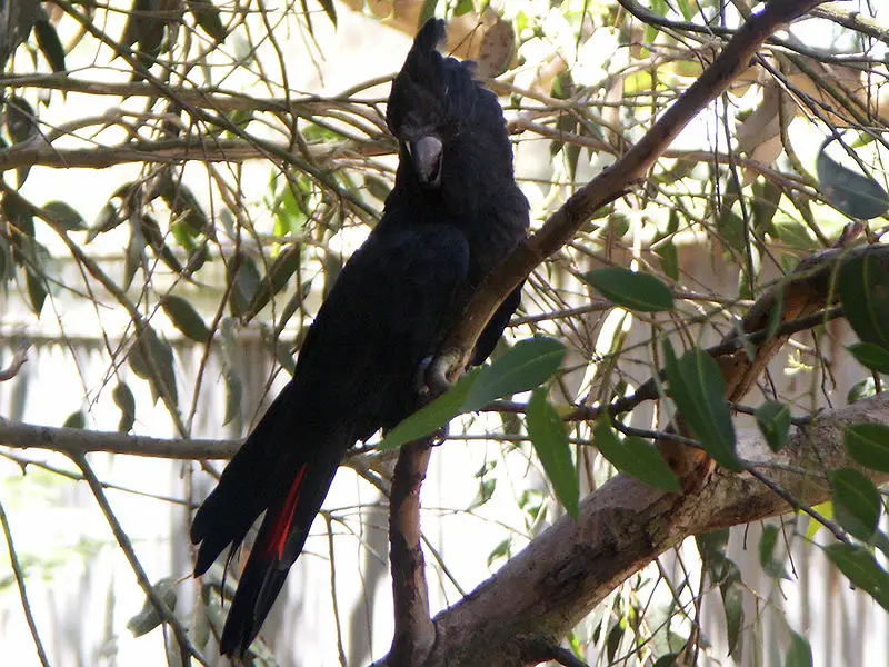 Glossy black cockatoo