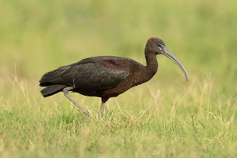 Glossy ibis