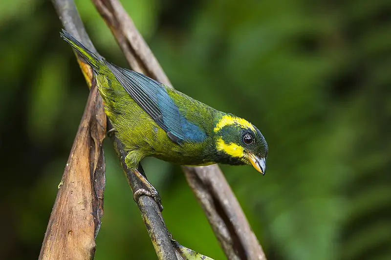 Gold-ringed tanager