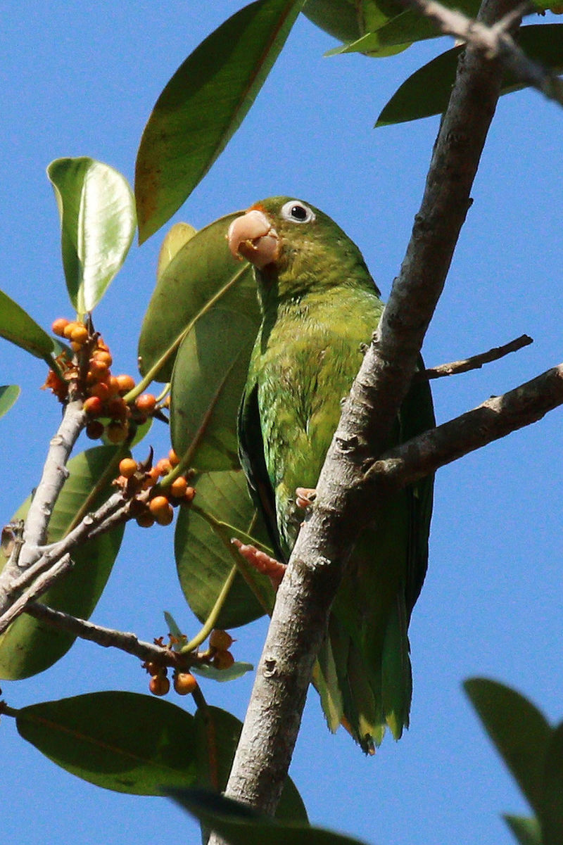 Golden-winged parakeet