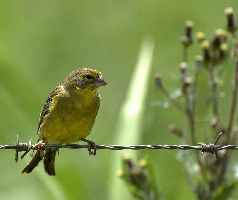 Grassland yellow finch