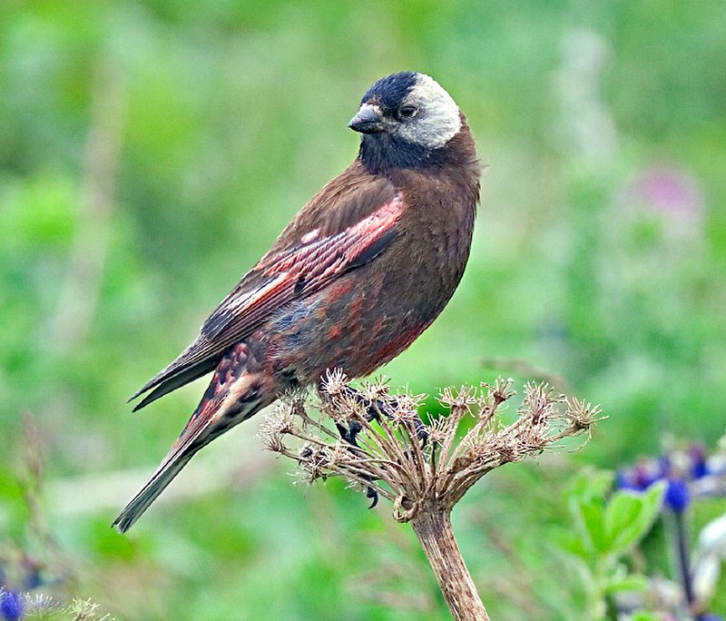 Gray-crowned rosy finch